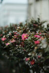 山茶花