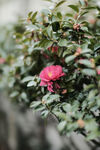 山茶花