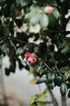 山茶花