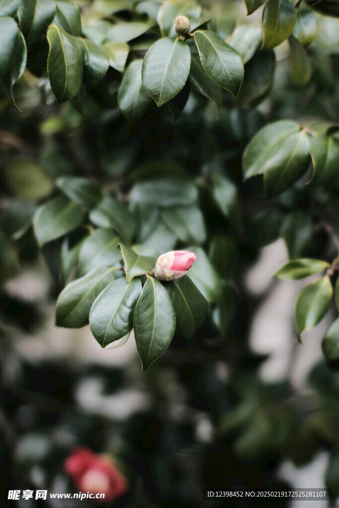 山茶花