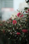 山茶花