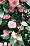 山茶花