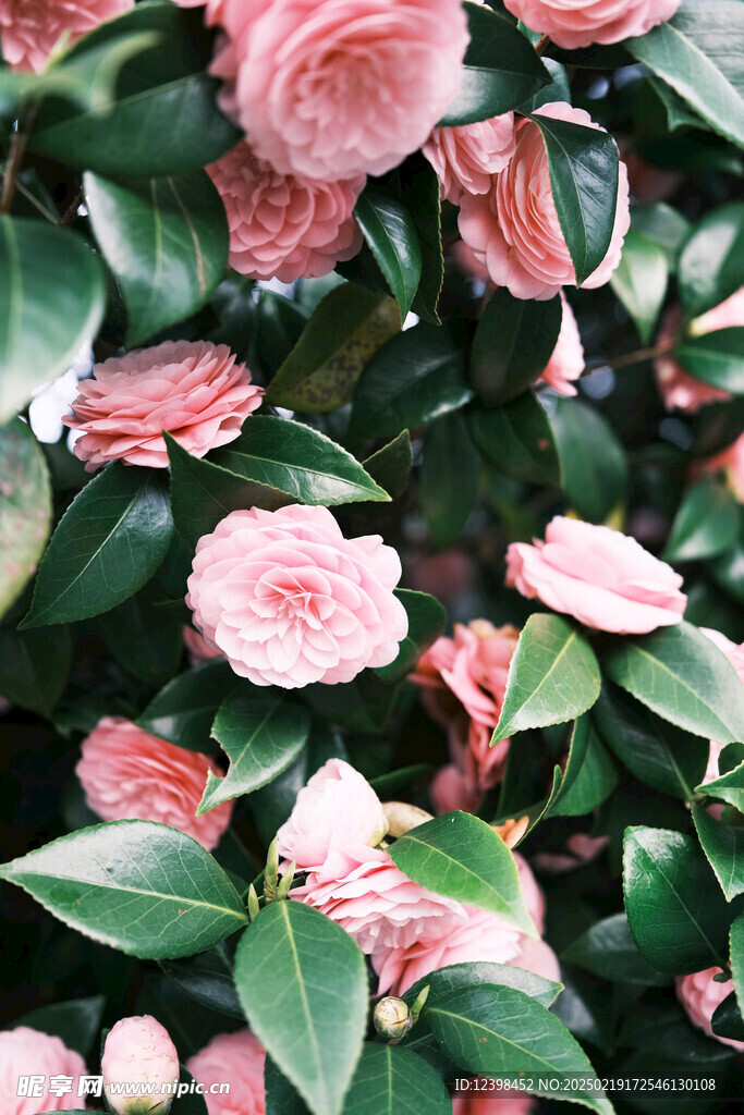 山茶花