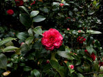 山茶花