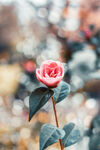 山茶花