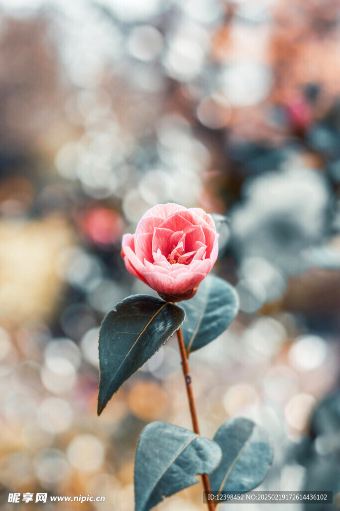 山茶花
