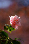 山茶花