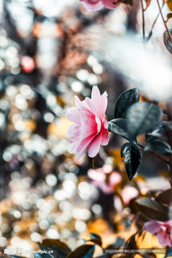 山茶花
