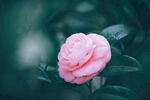 山茶花