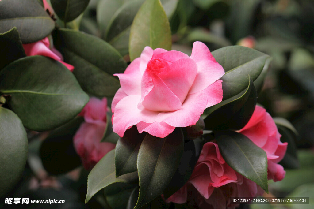 山茶花