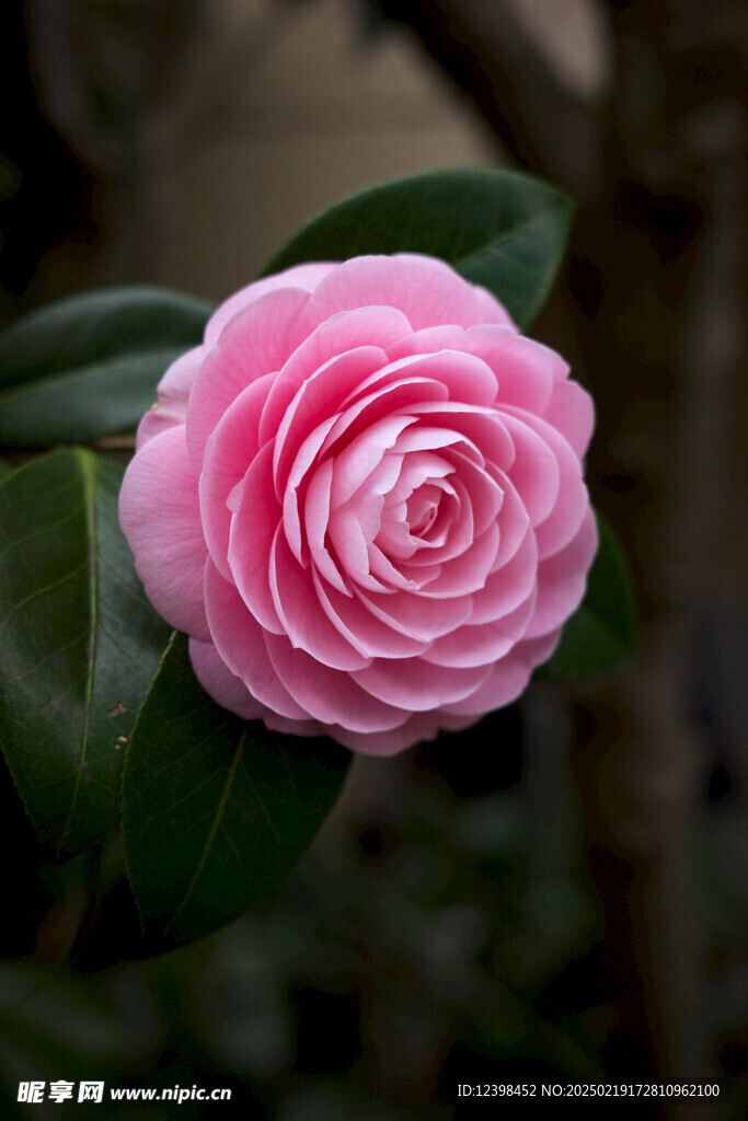 山茶花