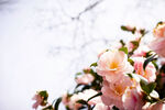 山茶花