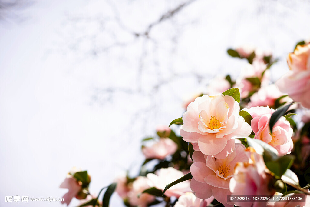 山茶花