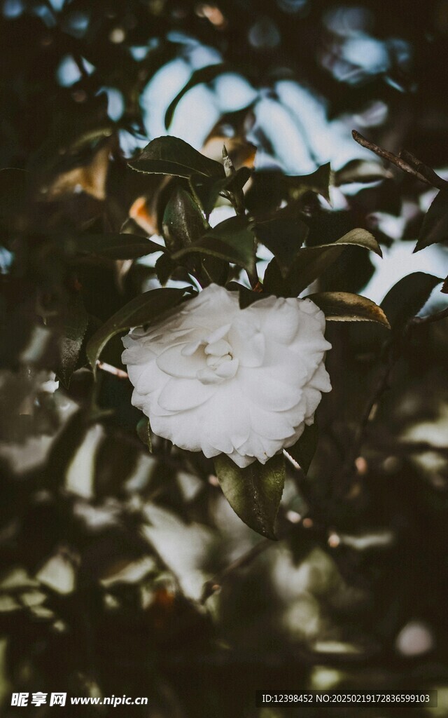 山茶花