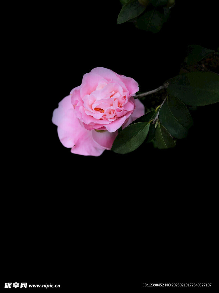 山茶花
