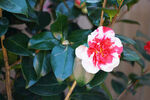 山茶花