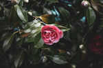 山茶花