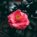 山茶花