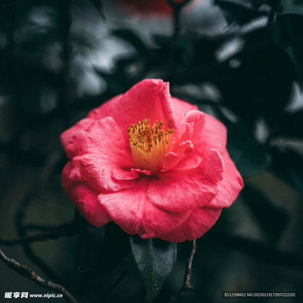 山茶花