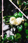 山茶花