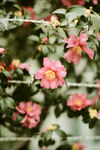 山茶花