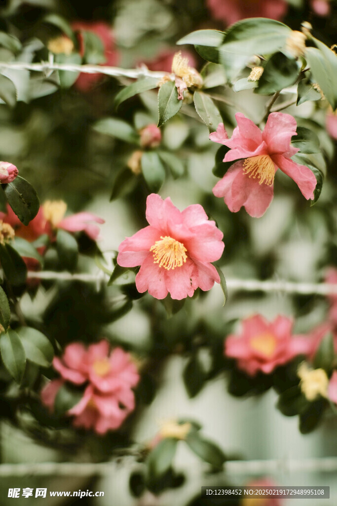 山茶花