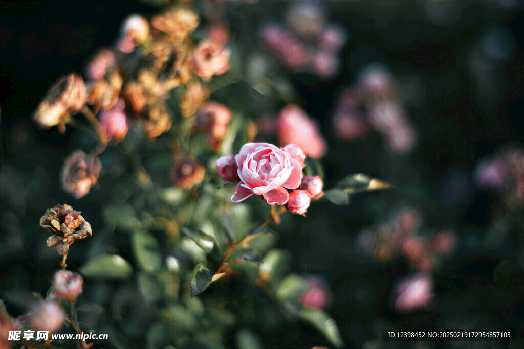 山茶花