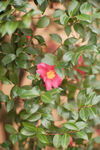 山茶花