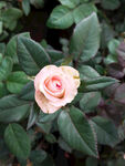 山茶花