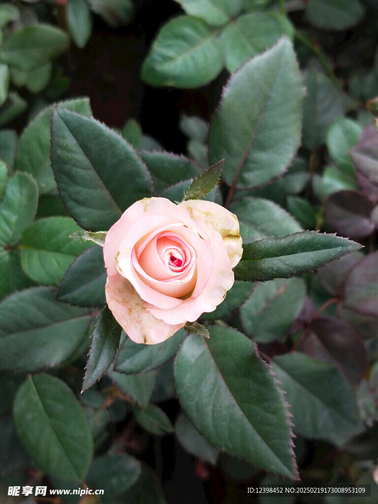 山茶花