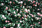 山茶花