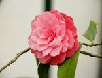 山茶花