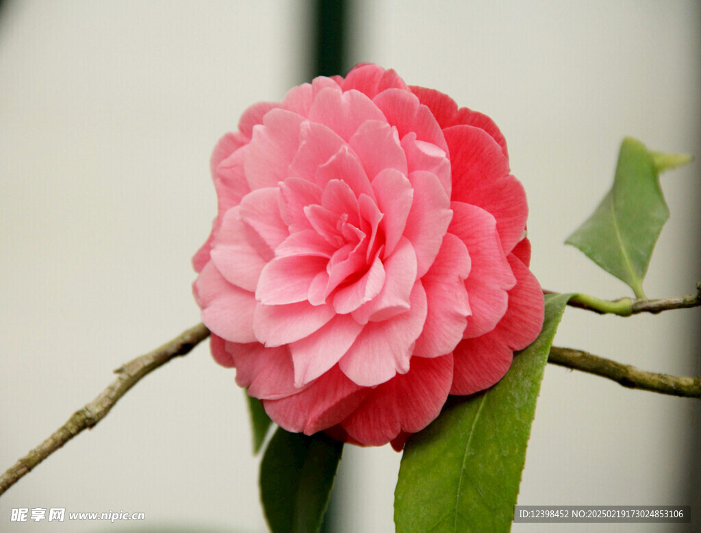 山茶花