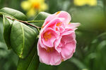 山茶花