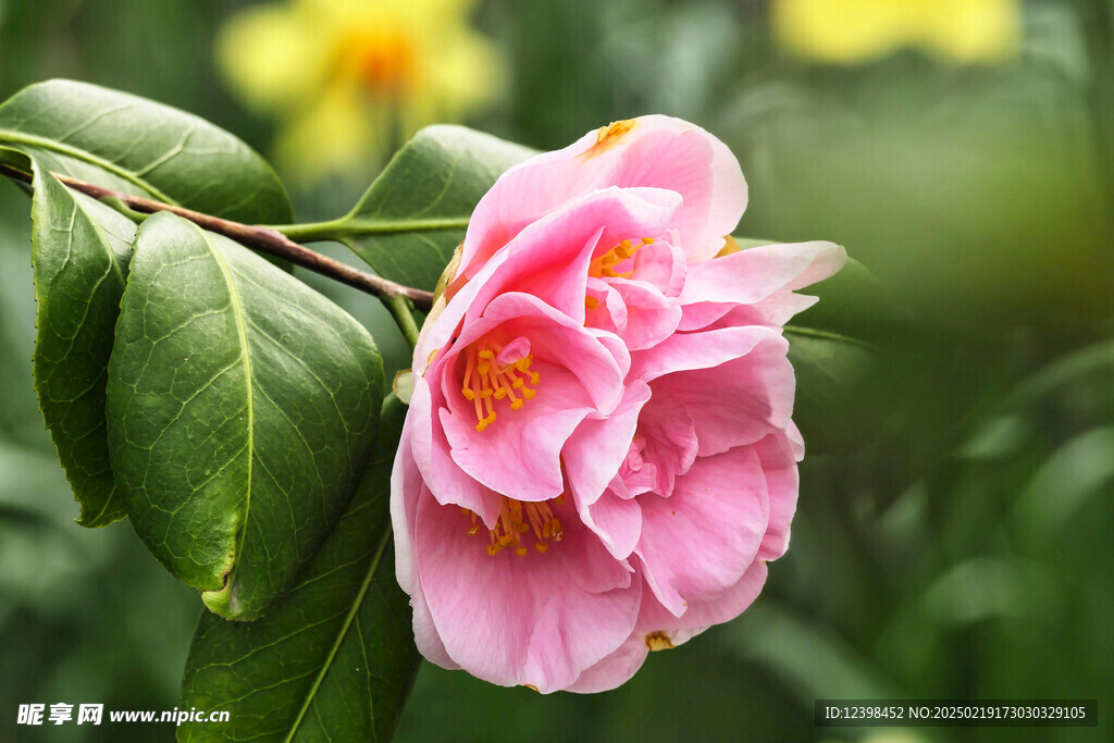 山茶花