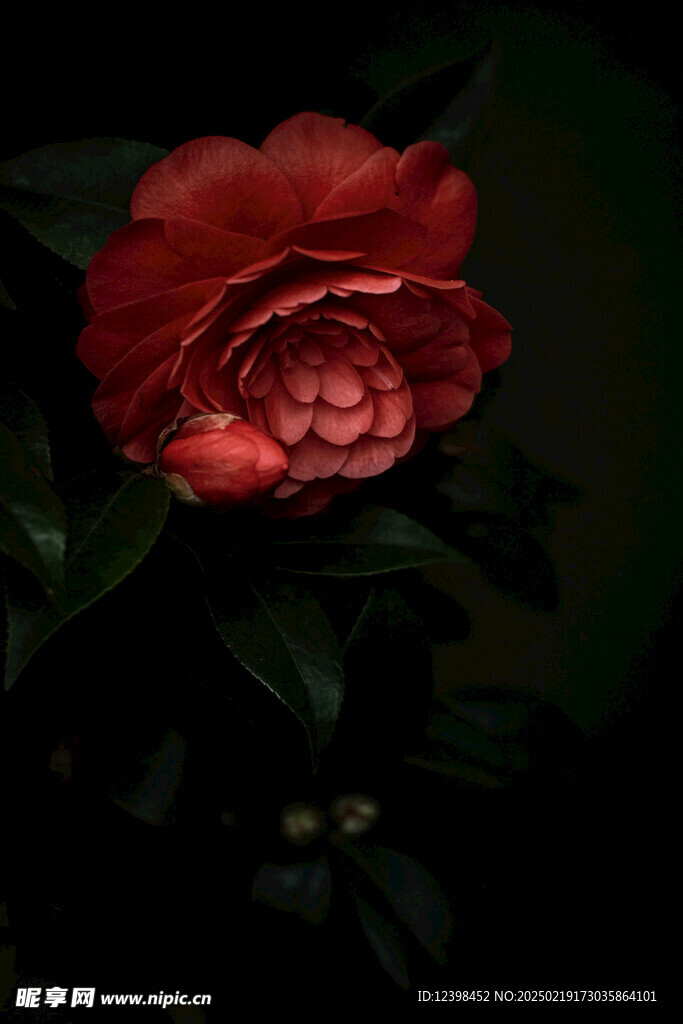 山茶花