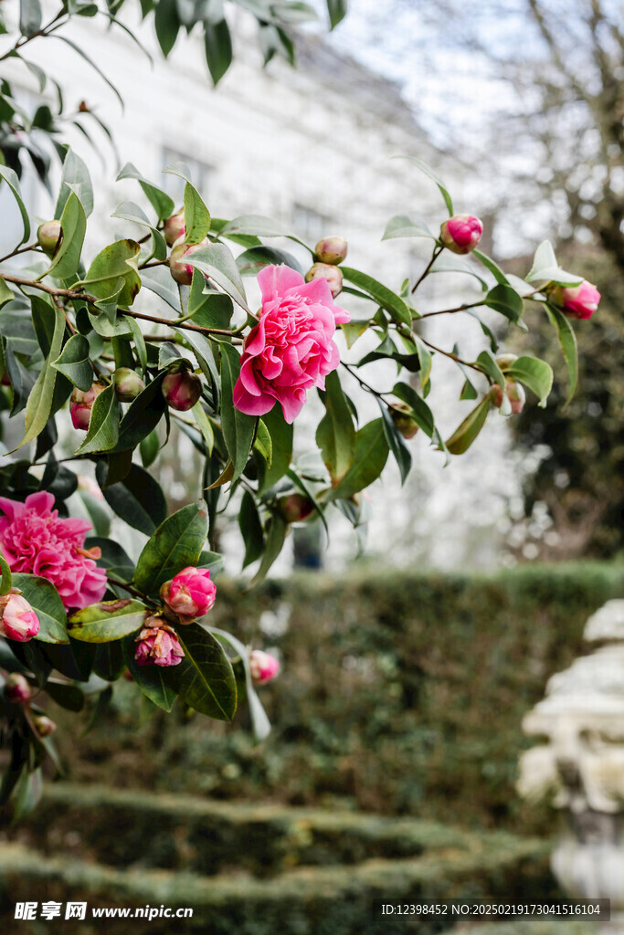 山茶花