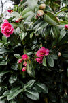 山茶花