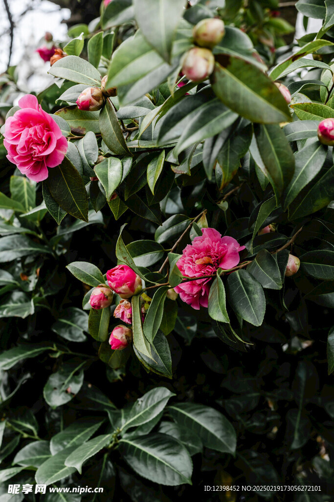 山茶花