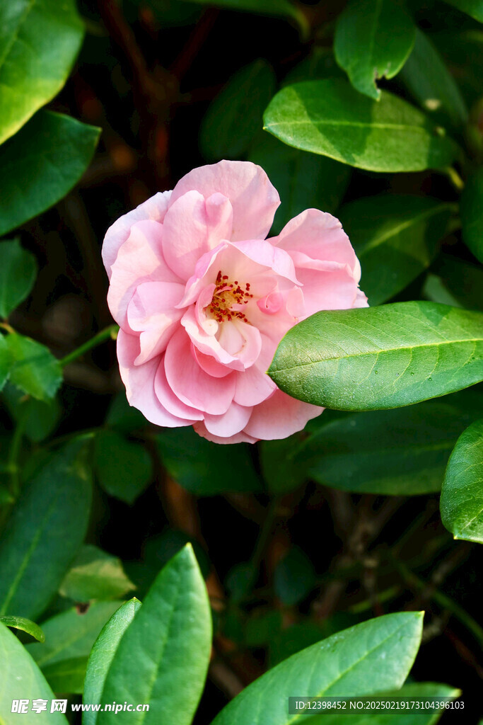 山茶花