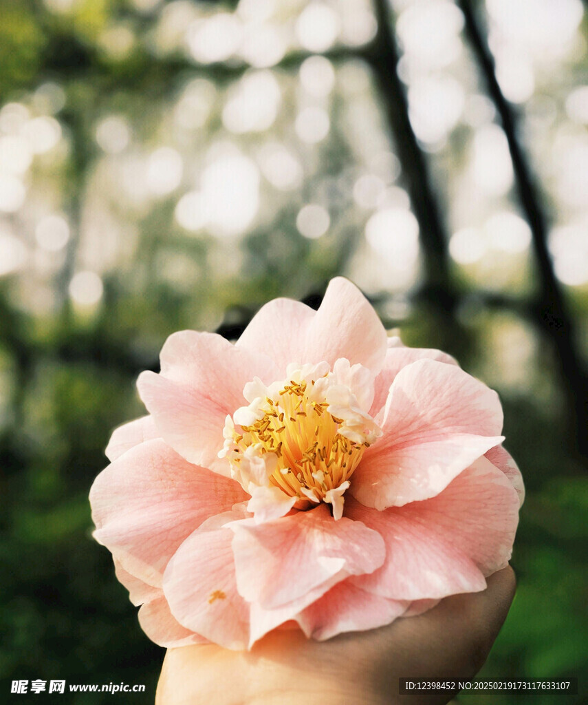 山茶花