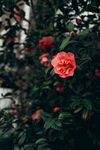山茶花