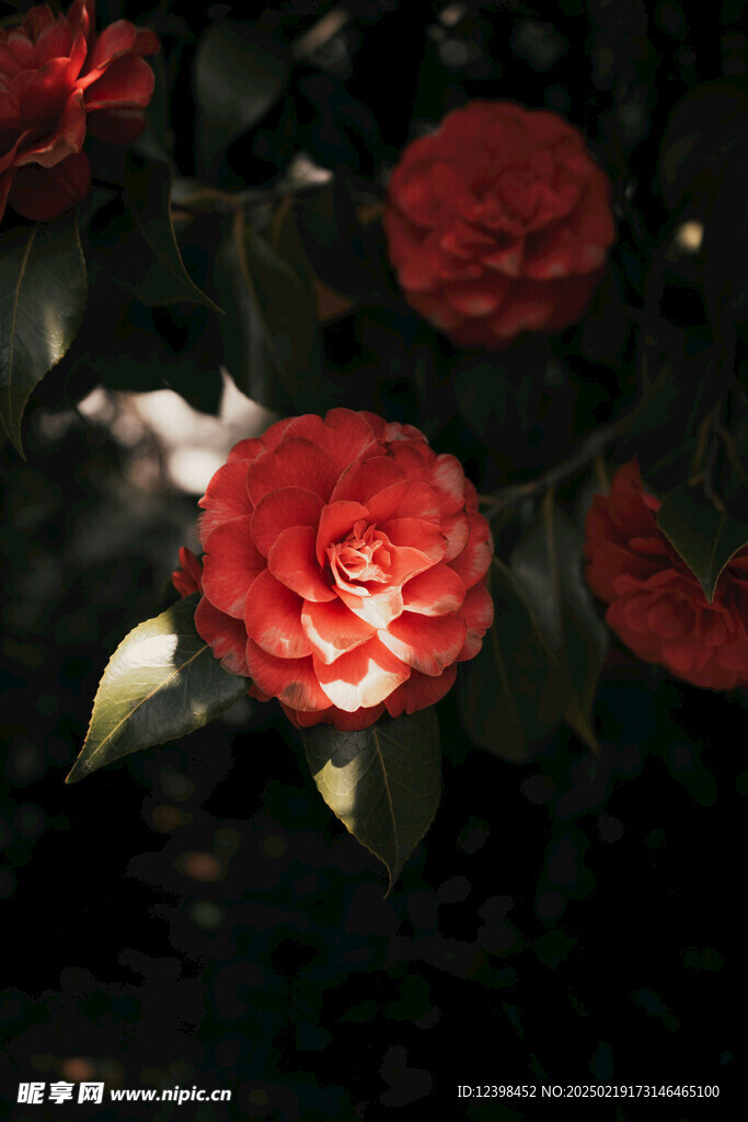 山茶花
