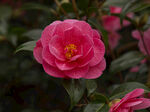 山茶花