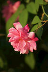 山茶花