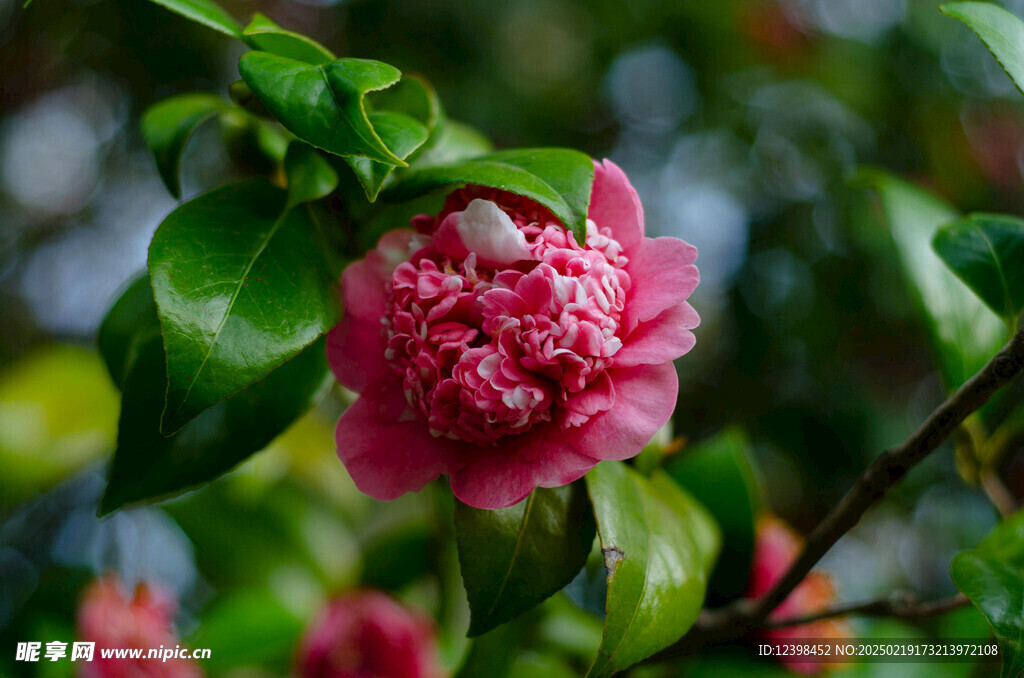 山茶花