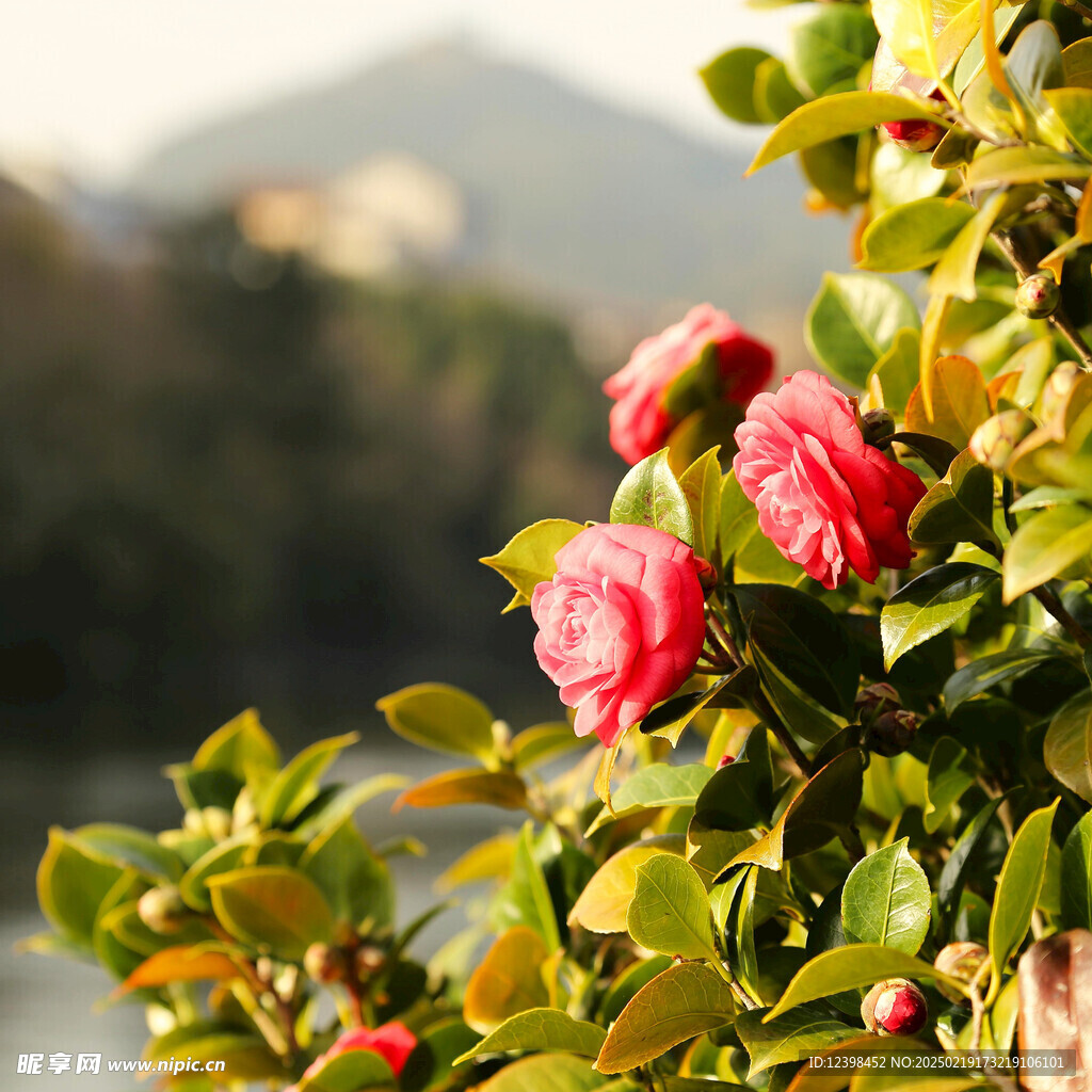 山茶花