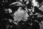 山茶花