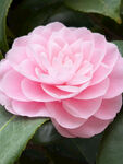 山茶花