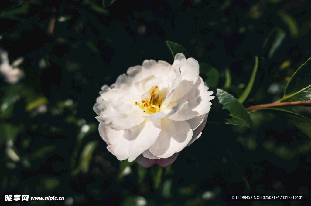 山茶花